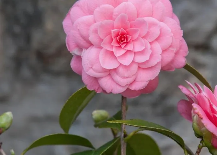 Apartmán With A Parking Space - 12302